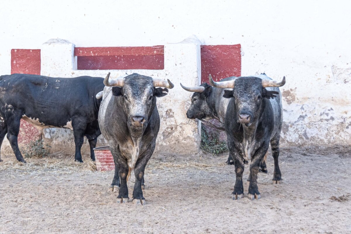 Así son los miuras que saltarán al ruedo este domingo en Castellón