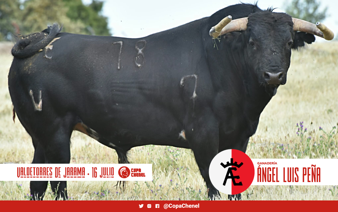 Los toros de Ángel Luis Peña y Ana Romero para la gran final de la Copa Chenel