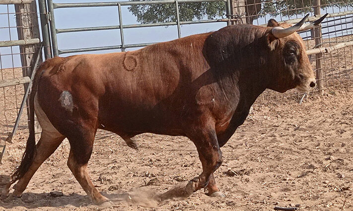 Los novillos de Vistalegre para este jueves en Madrid