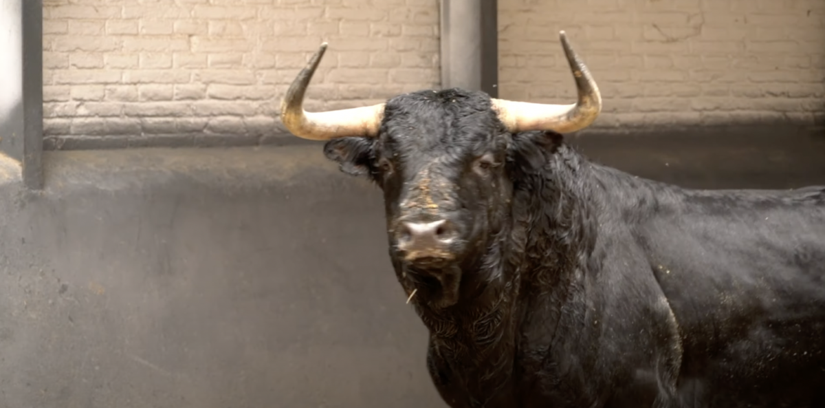 Así son los toros de José Enrique Fraile de Valdefresno para Madrid