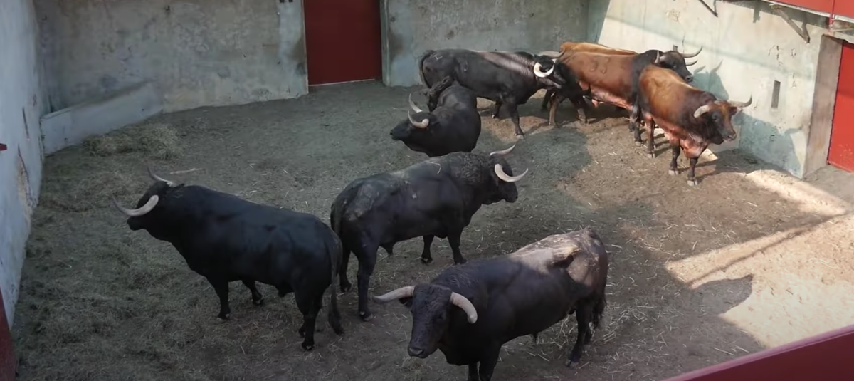 Así ha sido el desembarque de los toros de García Jiménez, Cuadri y La Quinta para Mont de Marsan