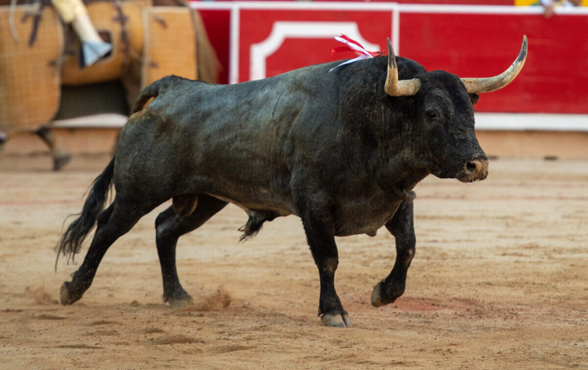 "De seis escolares, los cinco primeros han sido ilidiables y tenían más peligro que una víbora en un bidé"