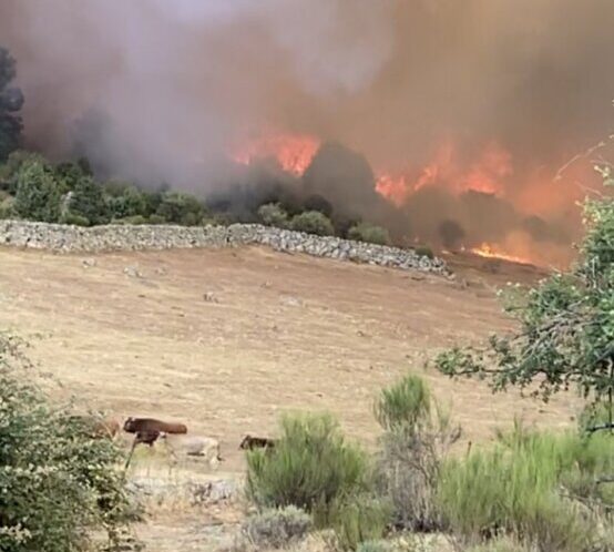 El fuego llega a la ganadería de Los Lastrones