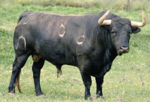 Duplo, número 6, uno de los toros reseñados para Azpeitia.