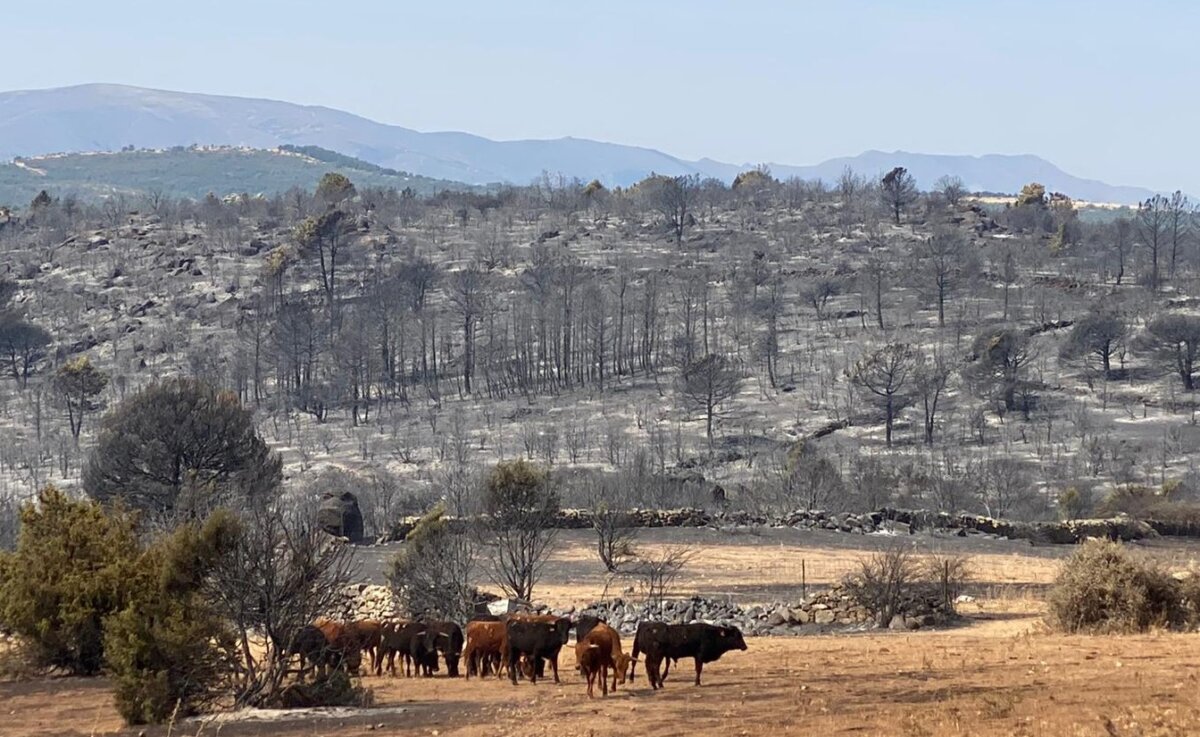 Los Lastrones: en el epicentro del infierno de Cebreros