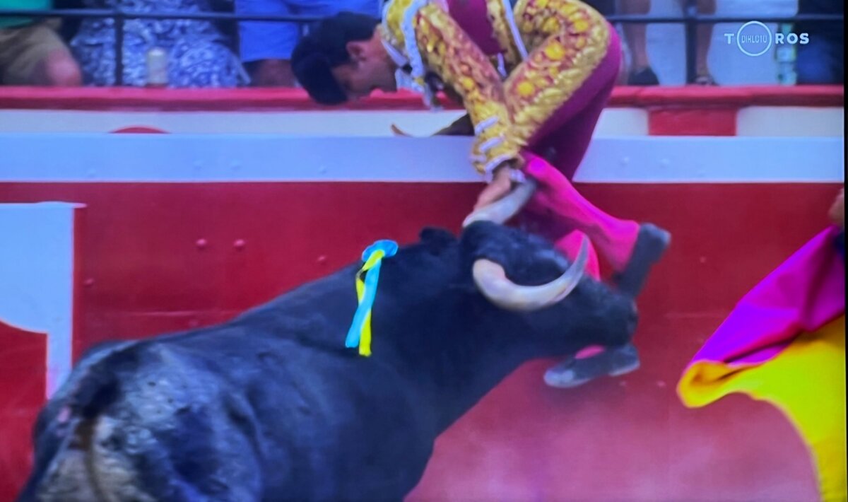 Un toro de Ana Romero no le perdona a Sergio Serrano, corneado en el gemelo