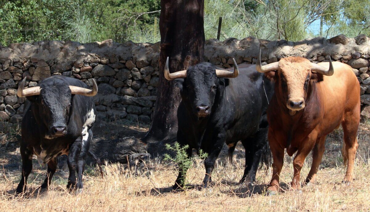 Los toros de Dolores Aguirre para la Semana Grande de Bilbao