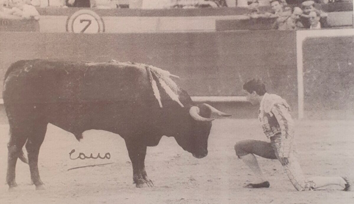 Dadito, el miura para el que se pidió el indulto en Valencia y ante el que Esplá bordó el toreo