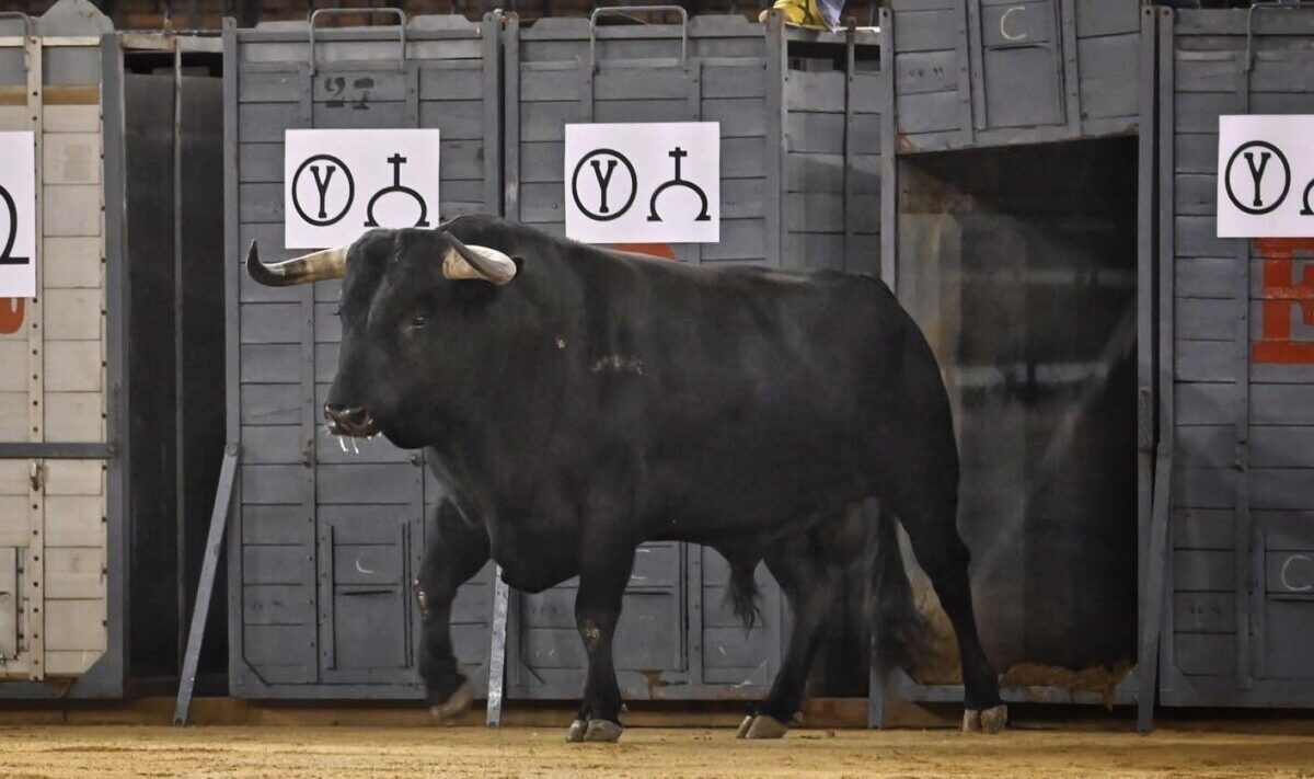 Ambiente festivo y celeridad en la tradicional desencajonada de Valencia