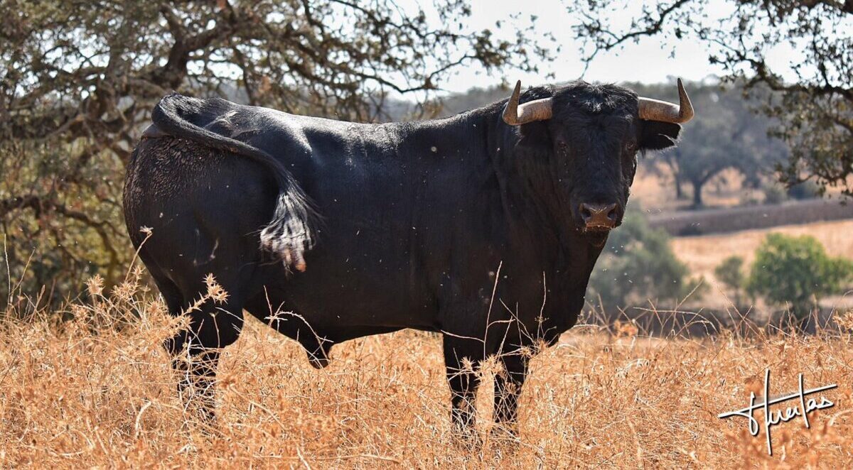 "El aficionado cabal sabe exigirle al toro de Cuadri unas características y al de Adolfo, otras"