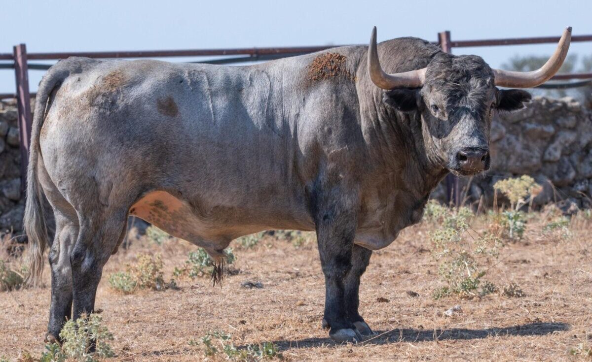 Cuadri vs Adolfo Martín: un desafío ganadero de altos vuelos en El Puerto