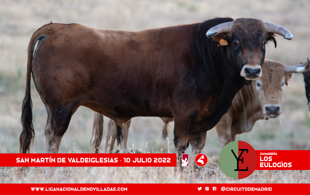 Los novillos de Toros de Tenorio y Los Eulogios para la final del Circuito de Madrid