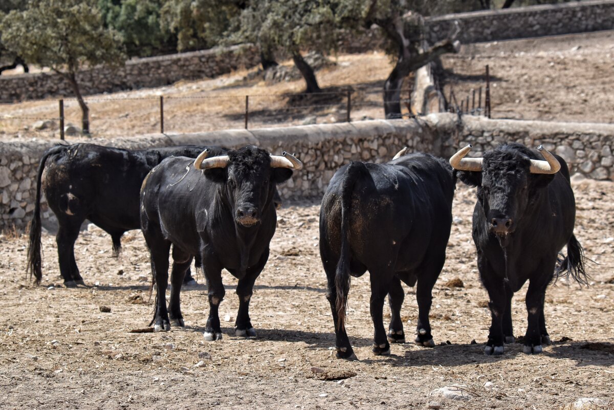 Los toros de Luis Algarra para las Colombinas de Huelva
