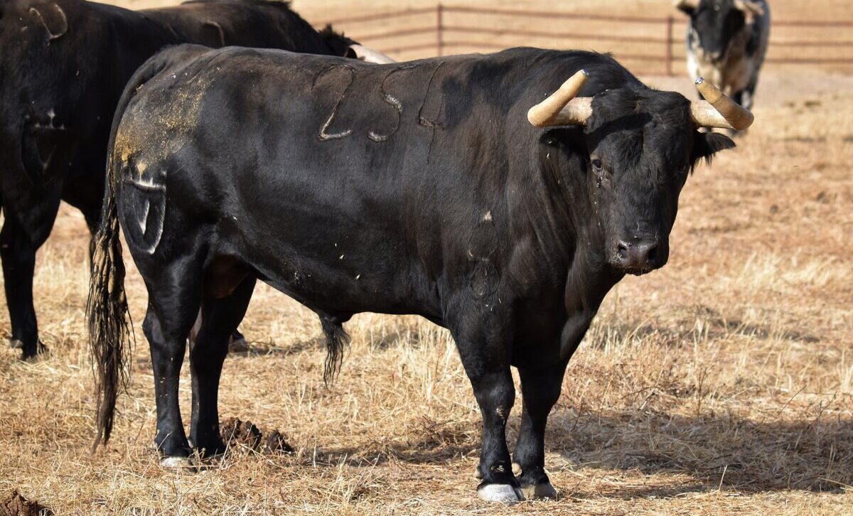 Los toros de Juan Pedro Domecq para las Colombinas
