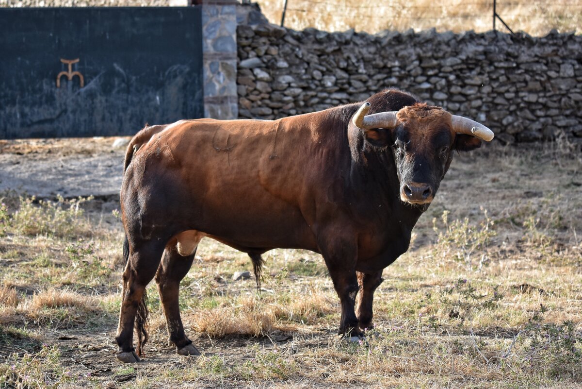 Los toros de El Parralejo para las Colombinas de Huelva