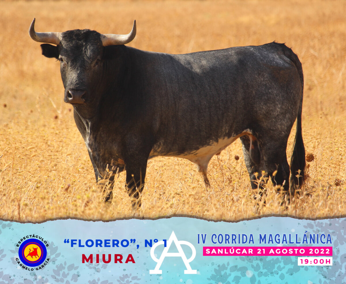 Los toros de Miura para la IV Magallánica en Sanlúcar