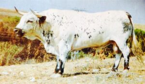 Trapecista, número 4, uno de los toros de Osborne que se lidiaron aquel día.