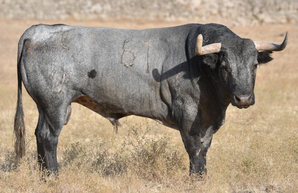 José Escolar: trapío y seriedad para Arles