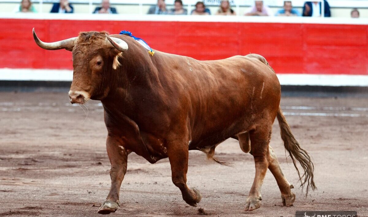 Santiago Domecq se lleva todos los premios de Bilbao
