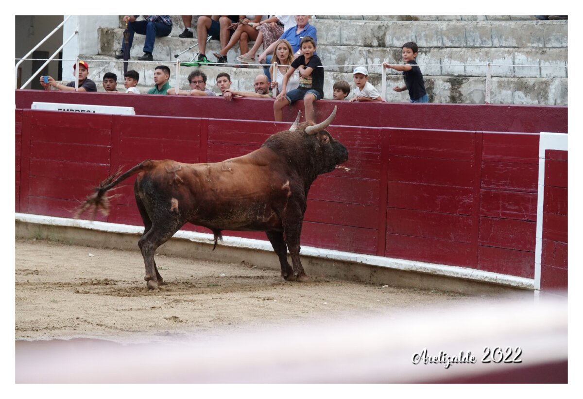 Muere en una pelea en los corrales de Estella un toro de Reta