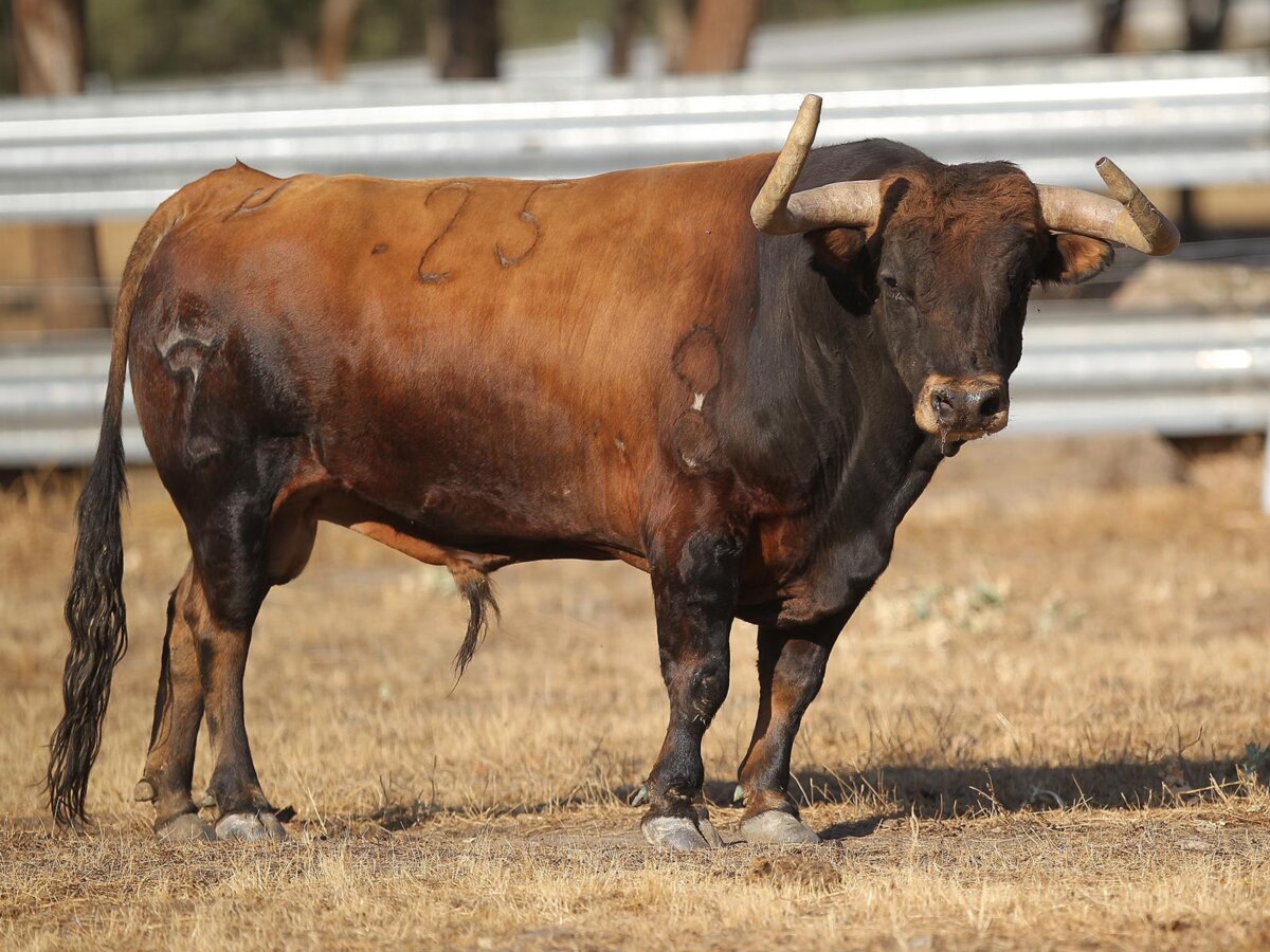 Los toros de Zacarías Moreno para Colmenar