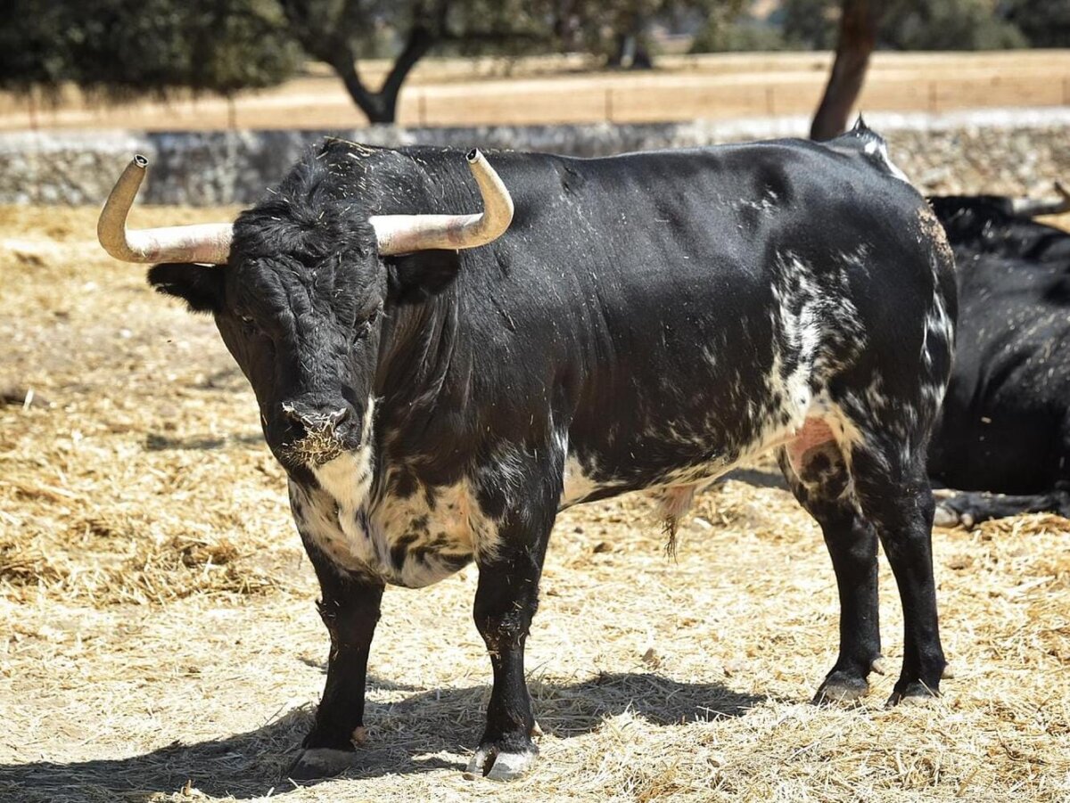 Seria corrida de Luis Algarra para un cartel de figuras en Colmenar