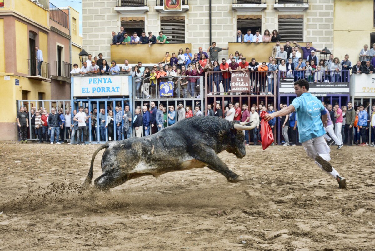 Por favor dejen de embestir: Els bous son un sentiment