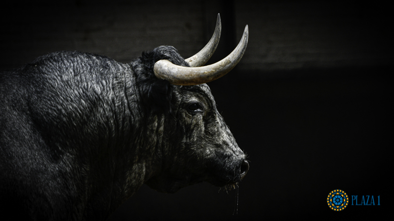 El Batán abre sus puertas de nuevo para exhibir los toros de la Feria de Otoño