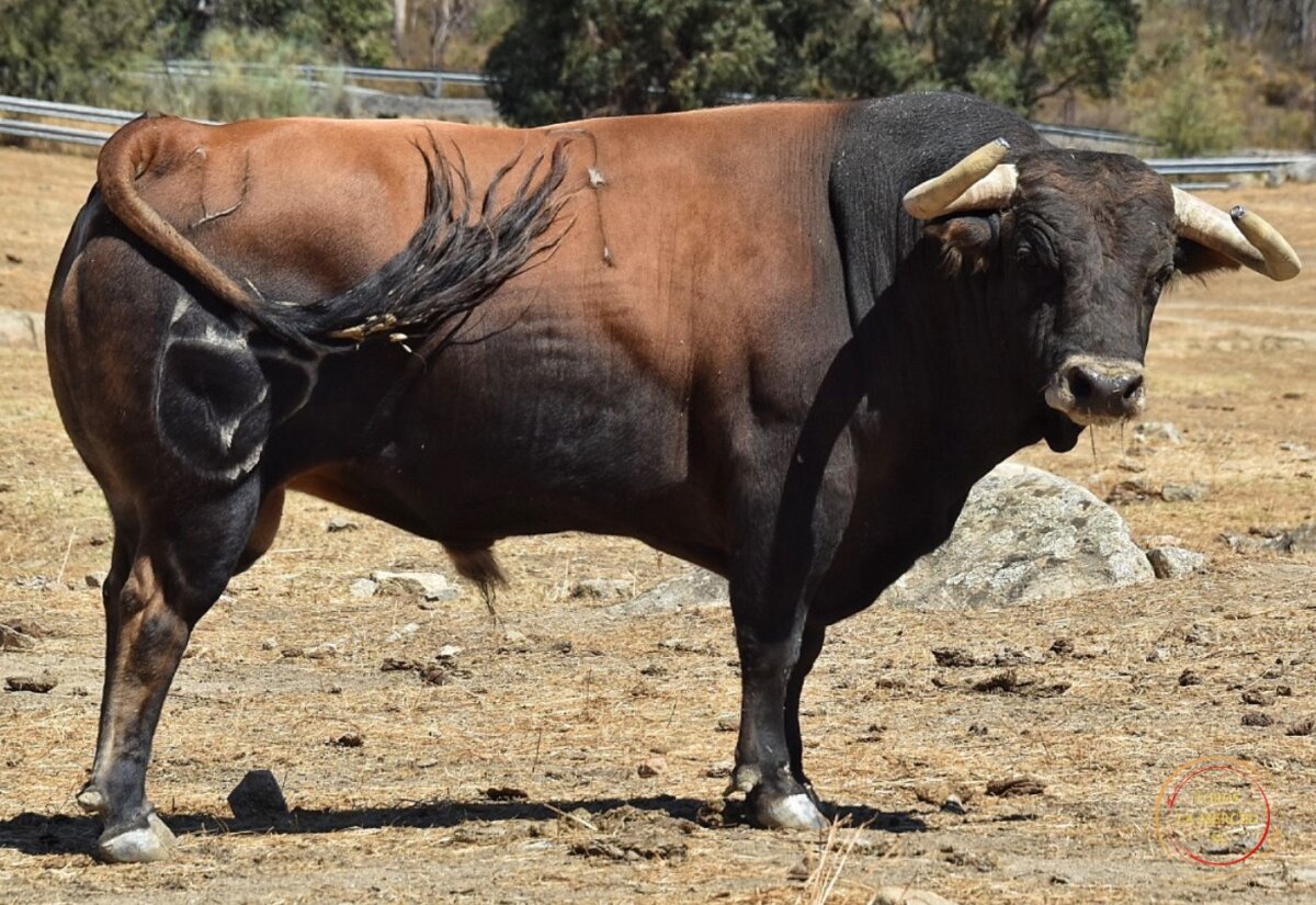 Los toros de Juan Pedro Domecq para Almodóvar del Campo