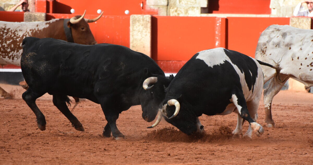 Salamanca da el pistoletazo de salida con su tradicional desenjaule