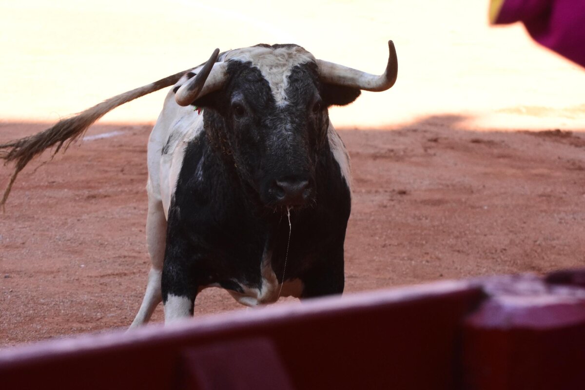 Francisco Galache revalida el trofeo Toro de Oro con el bravo Chillón