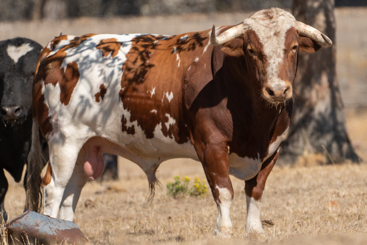 Los galaches para Morante, De Justo y Adame en Corella
