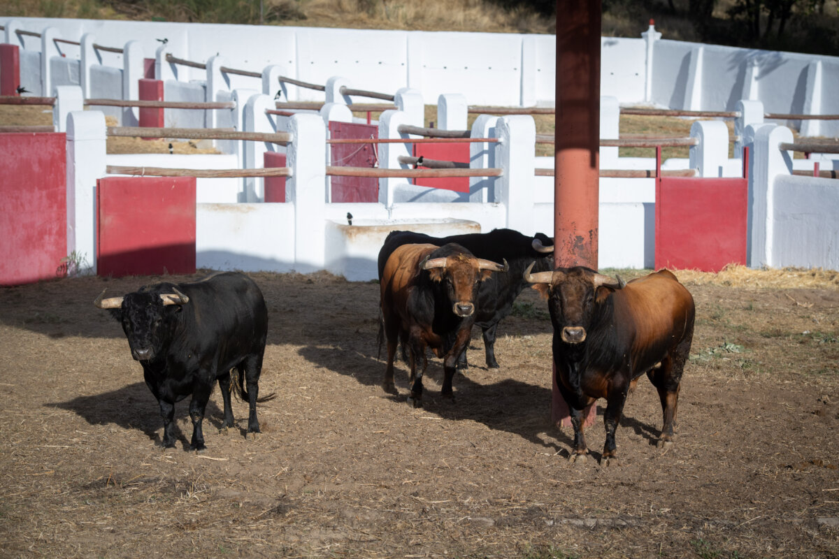El Batán acogerá la exposición de toros durante cuatro días
