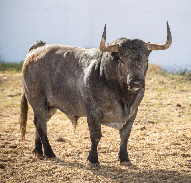 El Parralejo, Montalvo y José Escolar, en El Batán desde el 5 de mayo