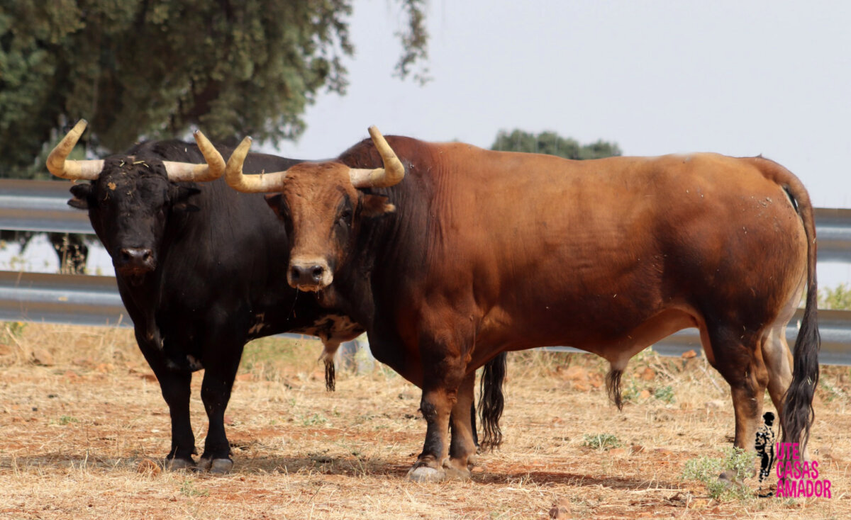 Así es la seria corrida de El Montecillo para su debut en Albacete