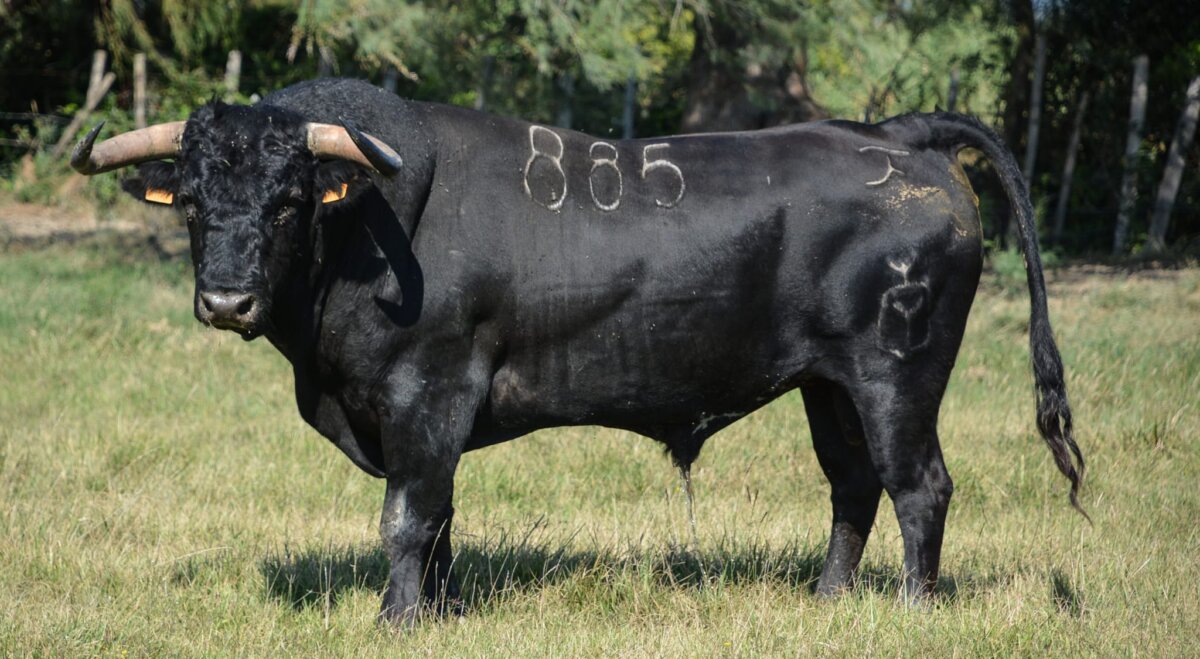 Yonnet: trapío para el capítulo torista de la Feria del Arroz