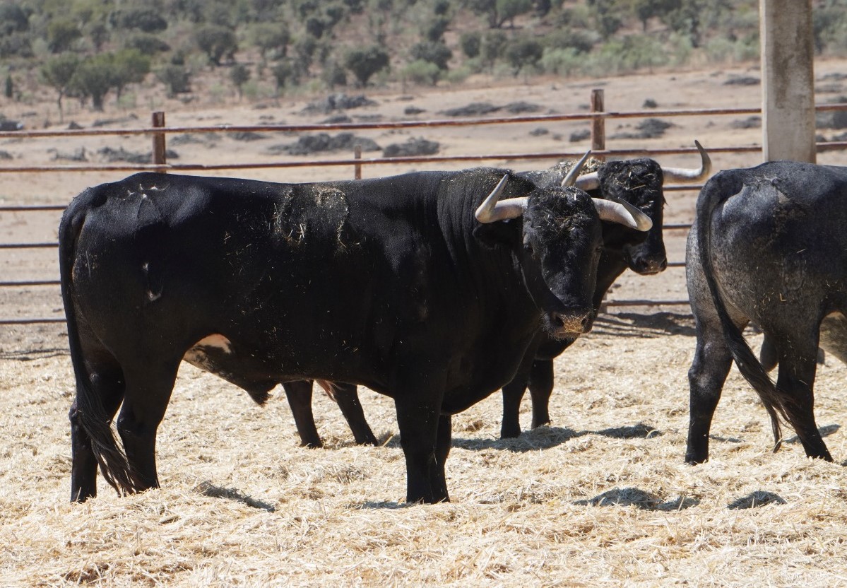 Los victorinos para el debut de este hierro en Yepes