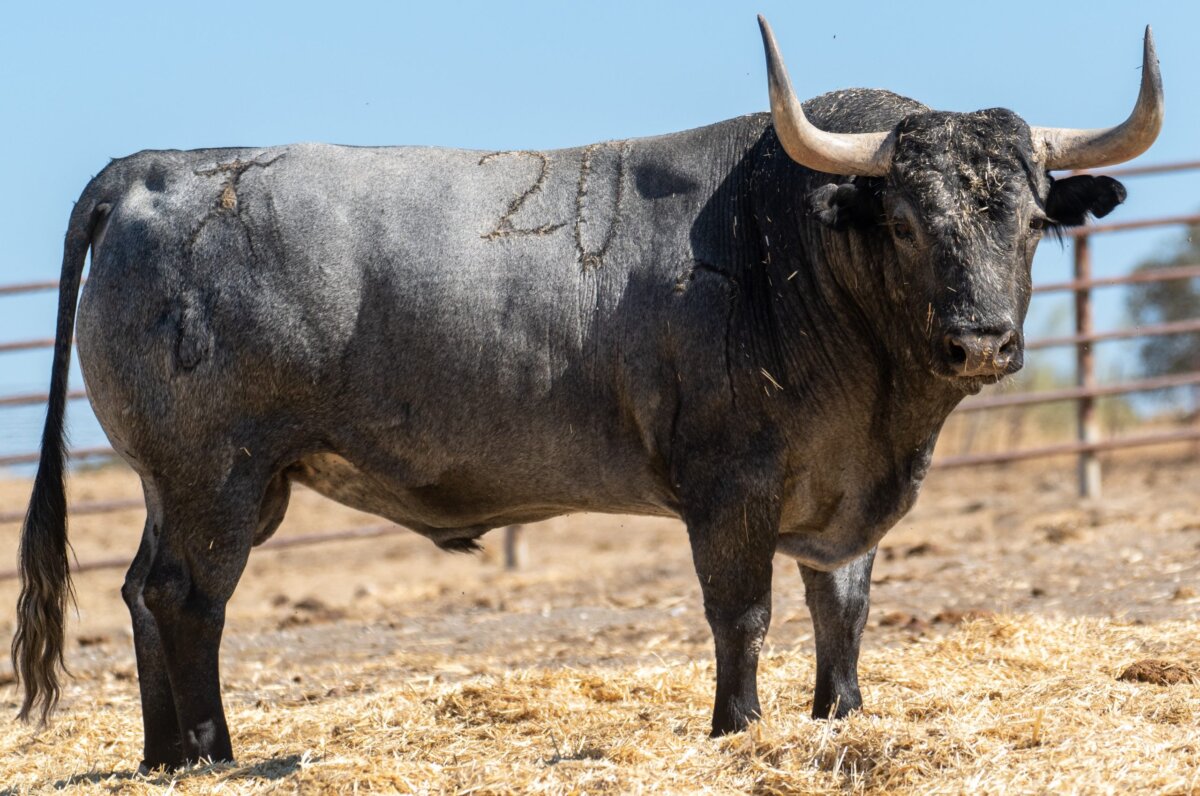 Imponente corrida de Victorino Martín para Albacete