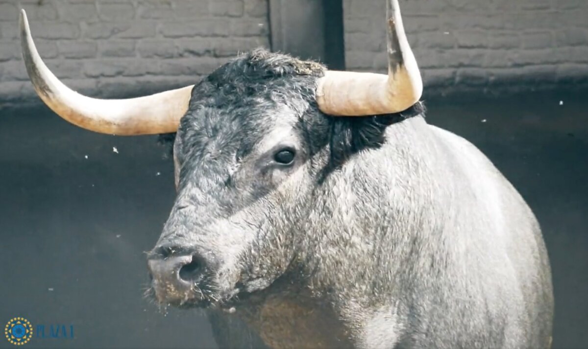 Los espectaculares toros de Palha y Saltillo para el domingo en Las Ventas