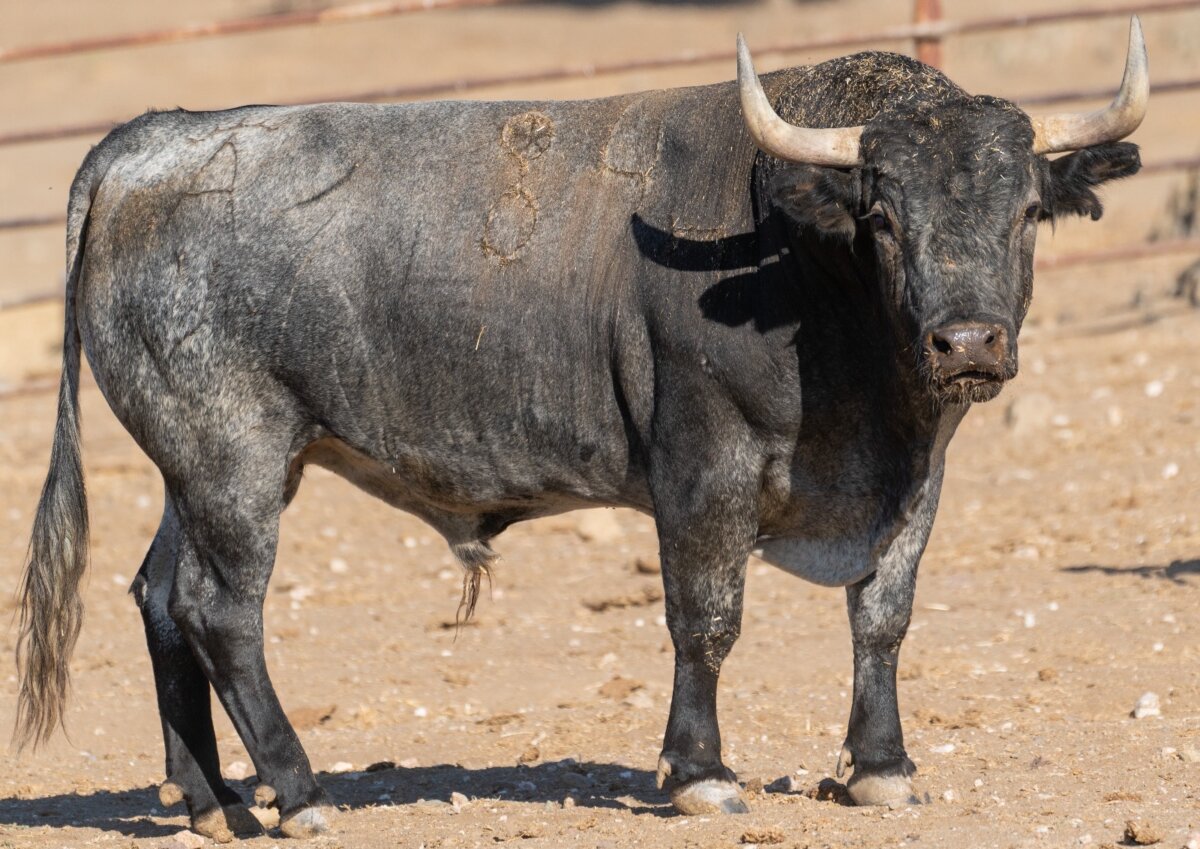 Los victorinos para el mano a mano de Rafaelillo y Ferrera