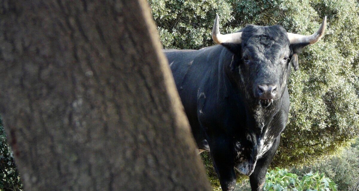 Los Maños lidiará su única corrida completa del año en Huesca