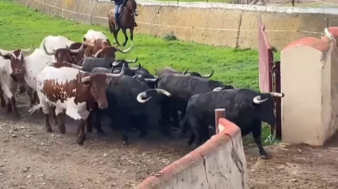 Cuatro toros de Puerto de San Lorenzo y uno de Montalvo mueren durante el viaje a Lima
