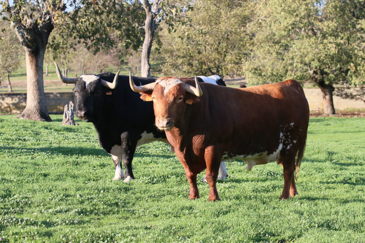 Galache: resurge un clásico