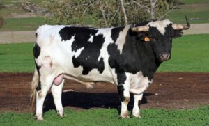 Toro de Galache para la temporada 2023. (Foto: Menacho)