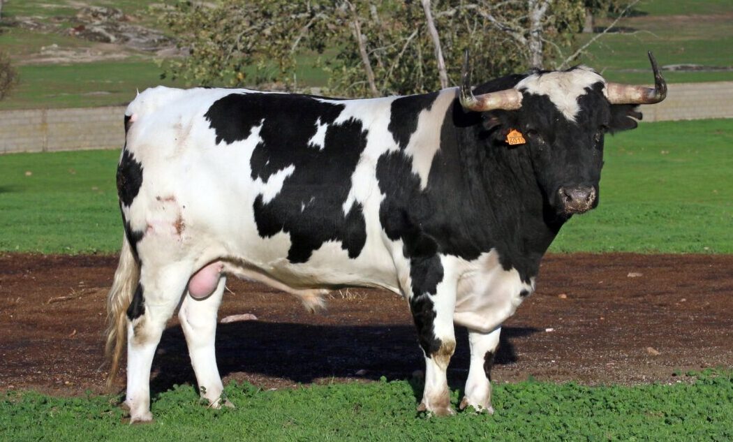 “Los toreros que han tenido sensibilidad han preferido los toros de Galache”