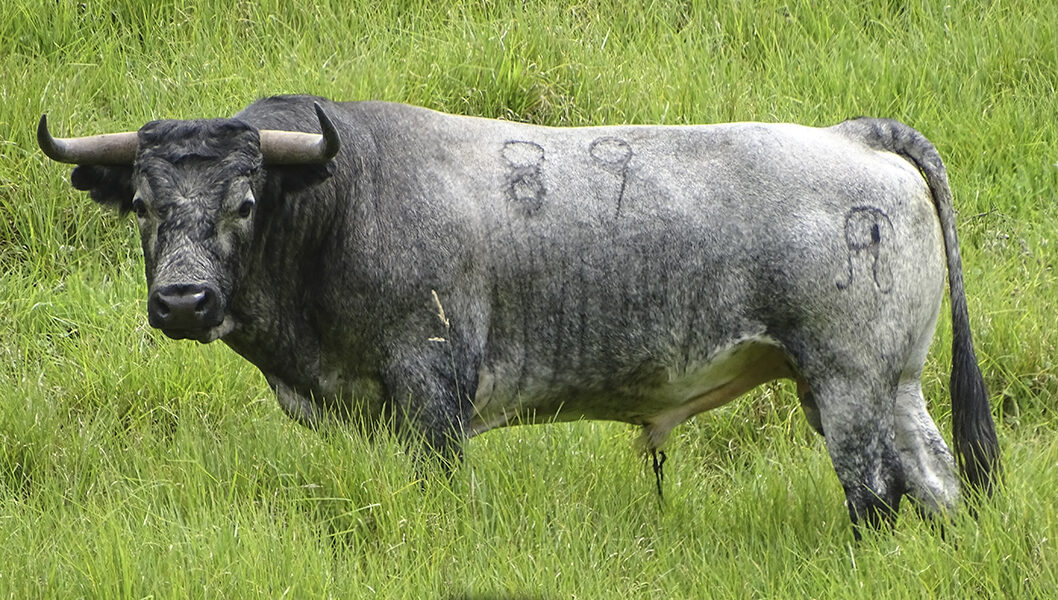 Los toros de Salento para la Feria de Cali