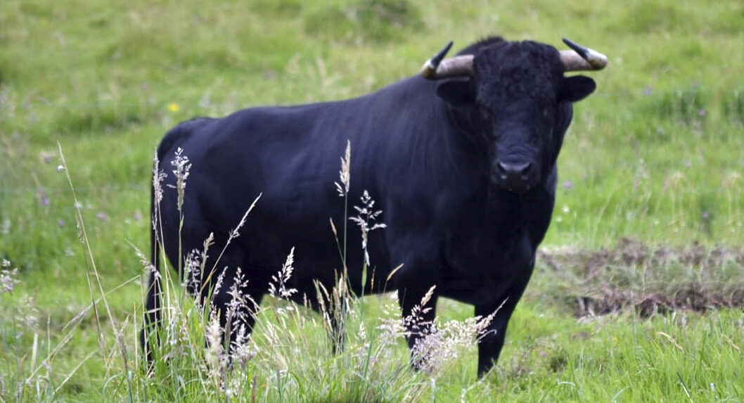 Los toros de Juan Bernardo Caicedo para el cartelazo de Cali