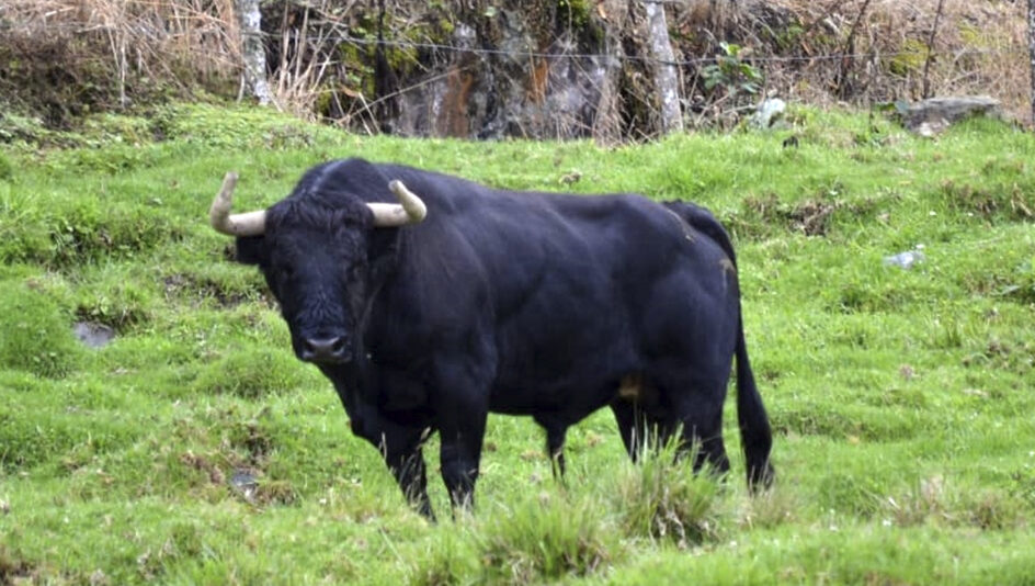 Los toros de Las Ventas del Espíritu Santo para el mano a mano entre Bolívar y De Justo