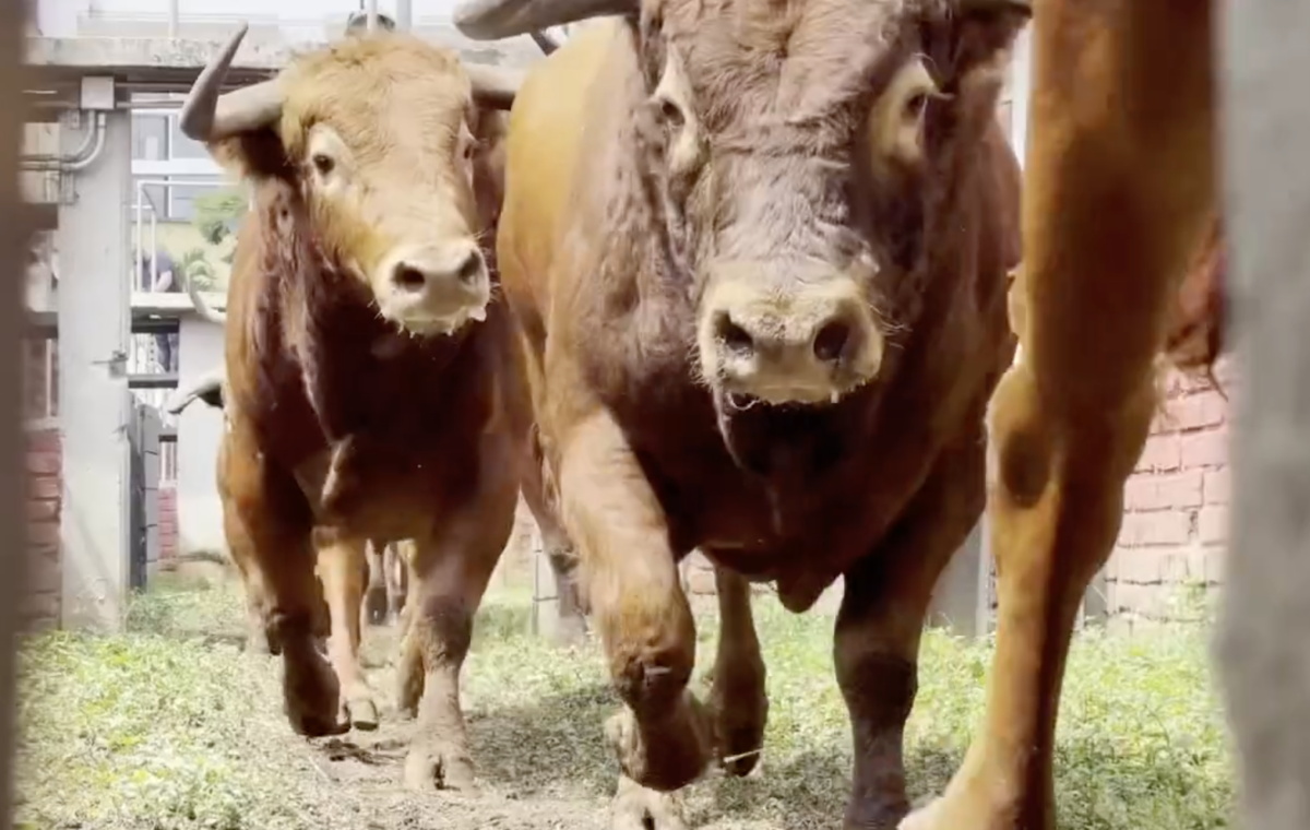 La feria de la libertad de Cali ya cuenta con spot promocional