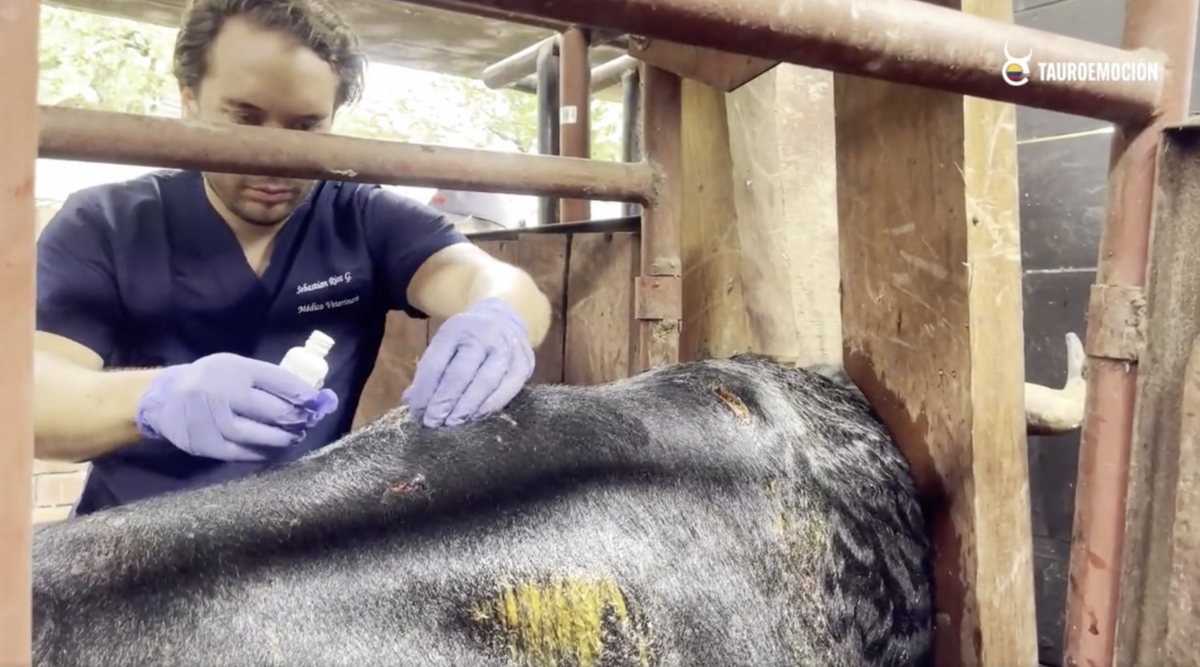 Así fue la cura a Coquito, el toro de Salento indultado en Cali